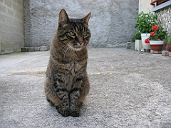 Micky dans la cour 5